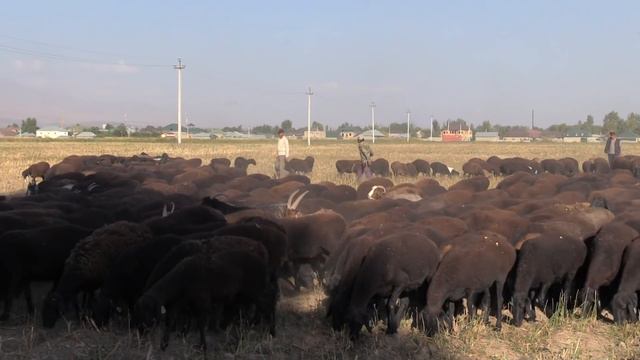 Гисарские овцы Ходжи Иброхима Бобокалонова