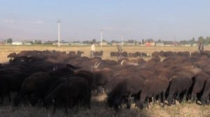 Гисарские овцы Ходжи Иброхима Бобокалонова