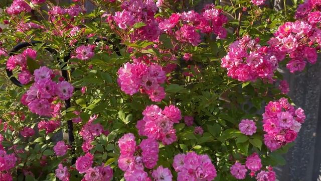 Роза Вартбург- красивейшая роза для арки! смотреть онлайн