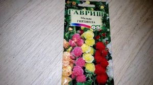 Мальва Гирлянда, ознакомление с семенами цветов