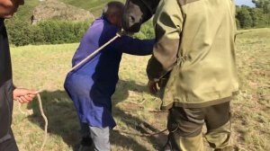 Самый лёгкий способ повалить лошадь для кастрации