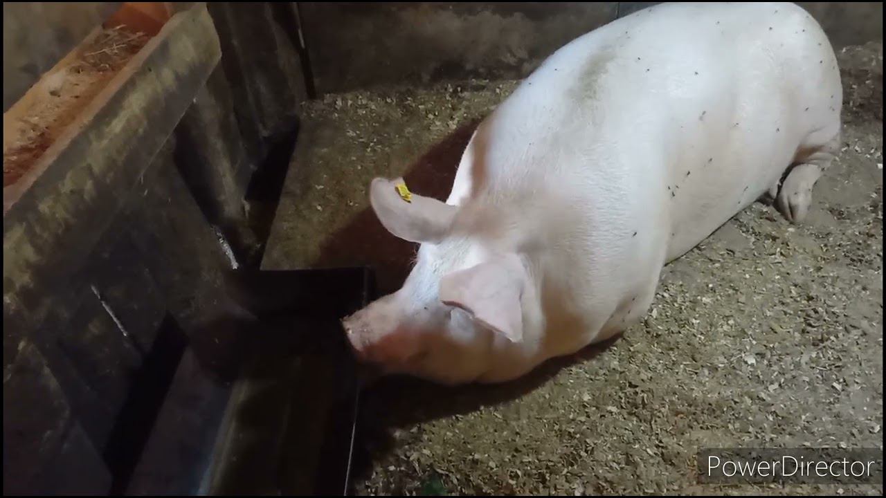 Про карантин. Есть свинина. Лучшая отрава от крыс. смотреть онлайн