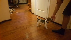 Щенок Джек рассел терьер  2,5  месяца знаем и выполняем команды