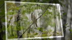 Вечерняя серенада Ф. Шуберта, исполняет Бурлакова Фрося