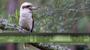 Laughing Kookaburra Sounds - The laughter song & calls of a kookaburra in the Aussie bush.