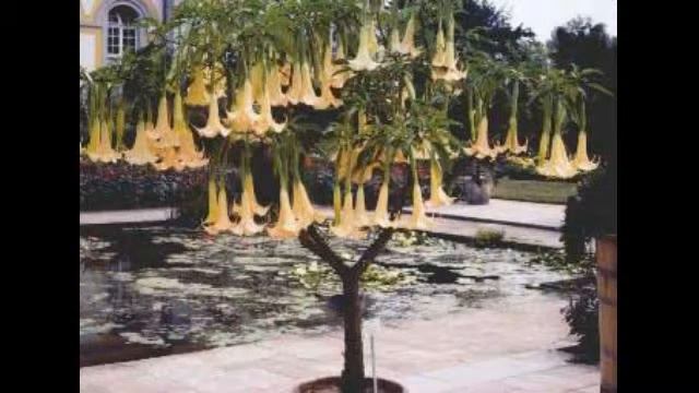 kamalarabin - floripondio смотреть онлайн