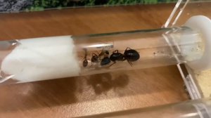 Camponotus fellah/муравьи феллахи - колония растёт. #3