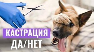 ✂️КАСТРИРОВАТЬ ИЛИ НЕТ? Кастрация и изменения в поведении собаки: есть ли связь?