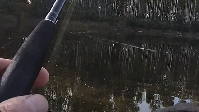 РЫБАЛКА в ЗАБРОДАХ. ПОППЕР осенью на жабовнике