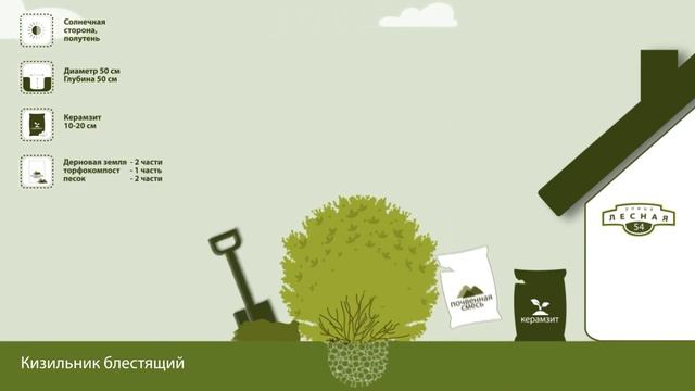 Как высаживать кизильник блестящий? смотреть онлайн