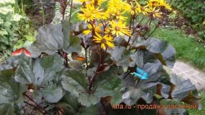 Бузульник зубчатый Отелло (othello) ? обзор: как сажать, рассада, саженцы бузульника Отелло