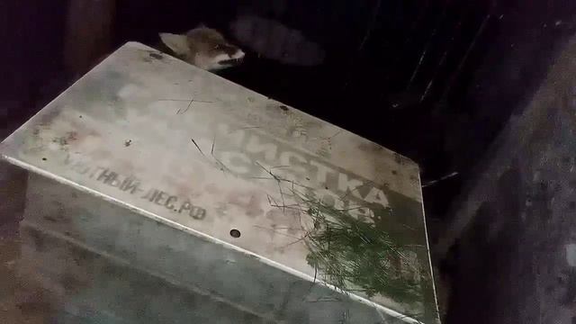 1015. Маркиза - дневник приручения дикой лисы, ест яйцо, мясо, гладится, заходит кот, доедает. смотреть онлайн