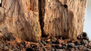 Микромата зеленоватая (Micrommata virescens) описание паука