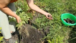 Фиолетовый картофель