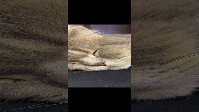 Пуша спит / Pusha is sleeping