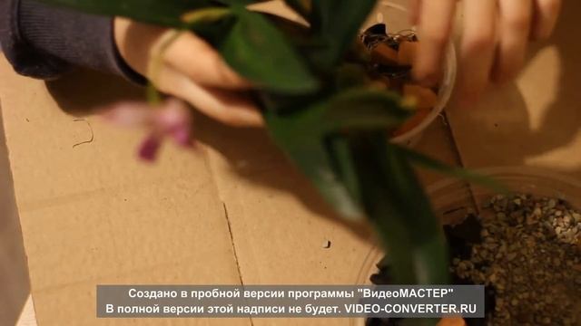 Пересадка каттлеи в грунт без коры посадка Орхидеи