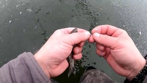 Поставили жерлицы на щуку на опасный последний лёд.  Зимняя рыбалка на жерлицы