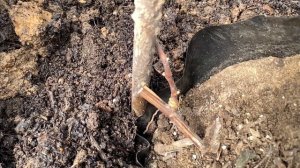 Посадка саженца винограда в Подмосковье