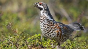 Манок на рябчика