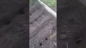 Палка-сажалка для озимого чеснока