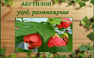 Абутилон (комнатный клен) уход и размножение