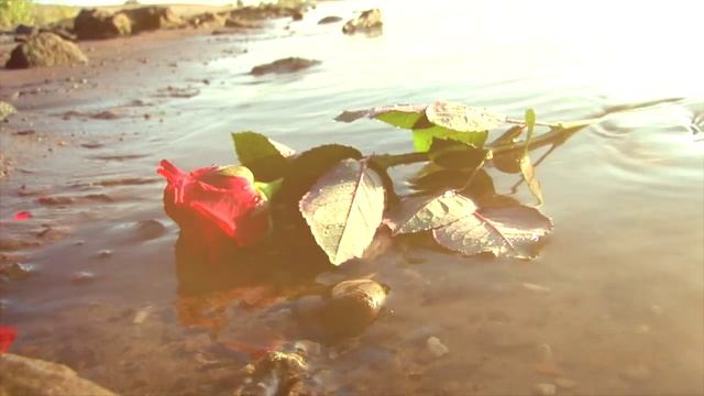 Роза Саронская смотреть онлайн