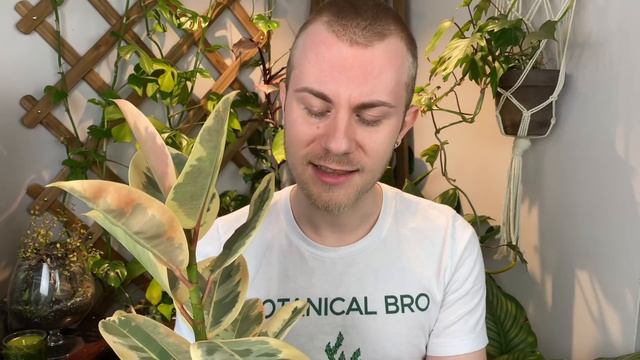 How To Care For Ficus elastica “Tineke” & “Ruby” (Variegated Rubber Tree) | Plant Of The Week Ep. 1
