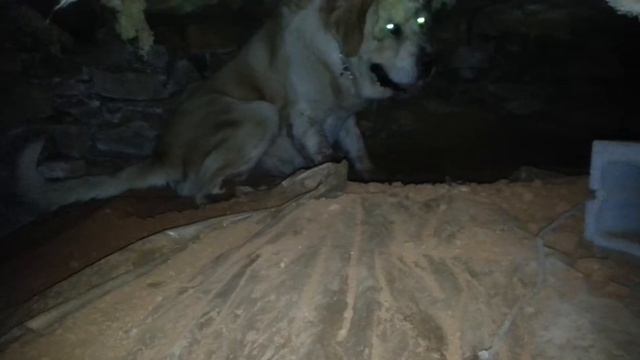 CAO с жары в холодный подвал смотреть онлайн