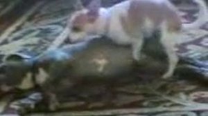 Chihuahua humping a Pitbull 1