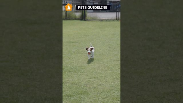 A Puppy Fetching a Ball | How to Teach Your Dog to Fetch | Pets Guideline