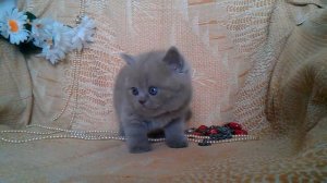 Питомник Шотландских кошек Oksamitova Veselka