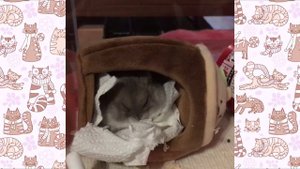 СМЕШНЫЕ ВИДЕО ПРО ЖИВОТНЫХ ХОМКИ ВИДЕО смешной хомячок Сема СМЕШНАЯ ОЗВУЧКА