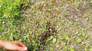 ? ТЕЛУРИЧЕСКОЕ БЕСПЛАТНОЕ ЭЛЕКТРИЧЕСТВО ⚡⚡⚡ ПРЯМО ИЗ ЗЕМЛИ