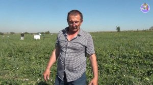 Поздняя земляника ФЛОРЕНС. Питание клубники (26-05-2018)