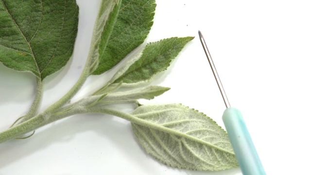 3. Строение побега. Морфология растений - 5 - 6 класс смотреть онлайн