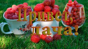 Привет, ДАЧА*