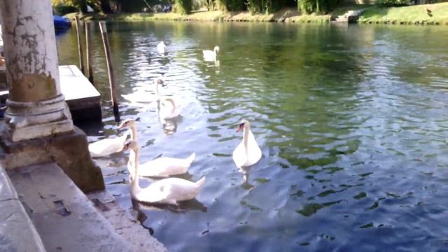 Portogruaro....Портогруаро...лебеди смотреть онлайн