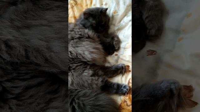 Shorts Кошка британская длинношерстная ??