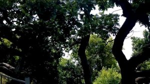 Дуб в Дубовке. Часть 1.