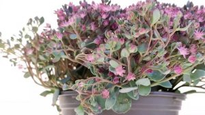 Sedum cauticola ‘Lidakense’