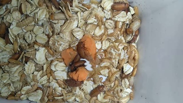 Tenebrio molitor большой мучной хрущак вышел из куколок смотреть онлайн