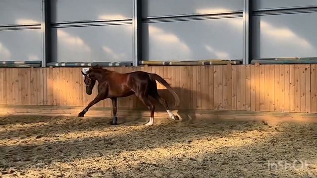 Ганноверский жеребец 2020 гр смотреть онлайн