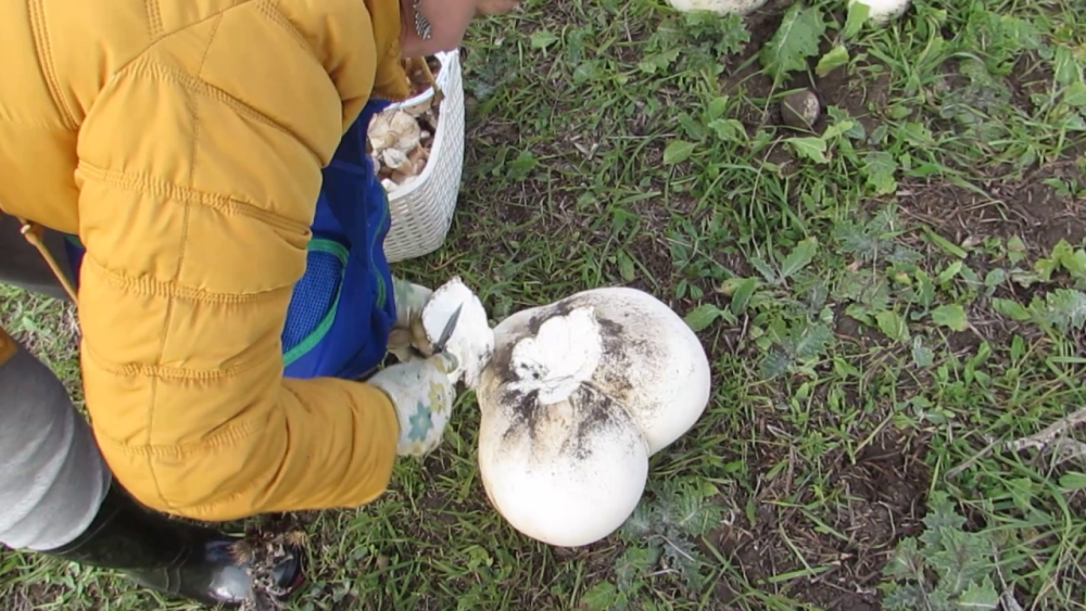 Грибное шато смотреть онлайн