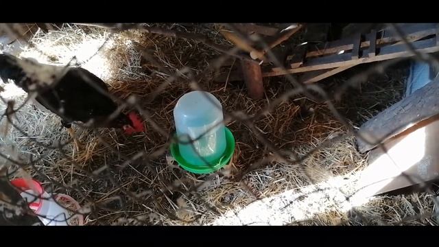 Опять вместе! Молодой петух доминант и куры молодки голошейки и доминанты.Возраст 4 месяца смотреть онлайн