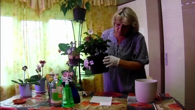 Гардения не растёт, не цветёт - ошибки в выращивании... смотреть онлайн