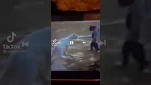 котики из тик-ток