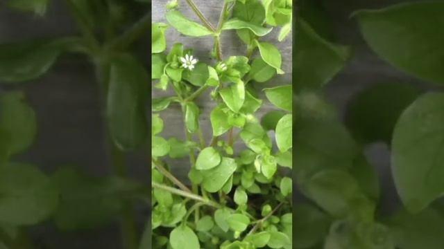 Мокрица как избавиться смотреть онлайн