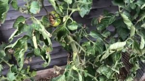 Томат Марманде