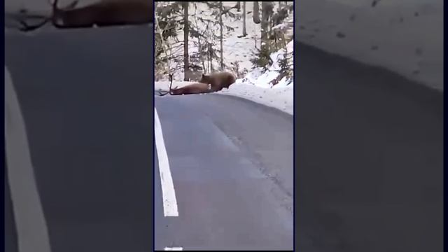 На Дальнем Востоке автомобилисты стали свидетелями того, как медведь уничтожил оленя прямо на трассе
