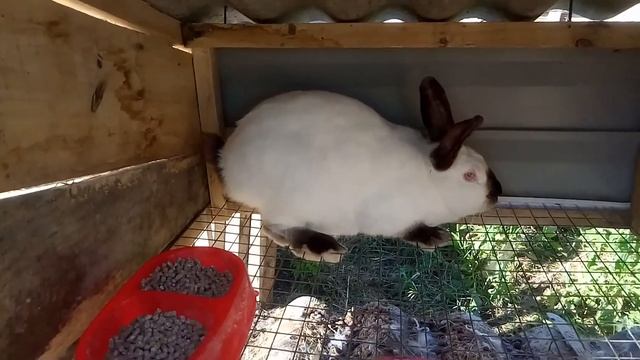 Окрол Калифорнийской самки кролика от фландера